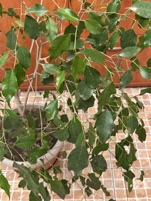 Фикус Бенджамена