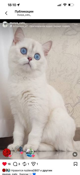 Британские котята