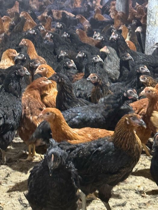 Vand puicute , gaini, pui de carne, rasa mixta