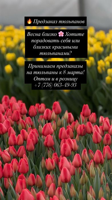 Тюльпаны в наличии