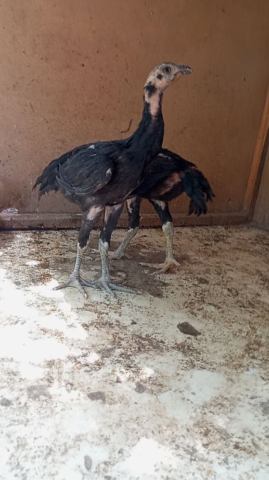 Kafolati bor kelishamz