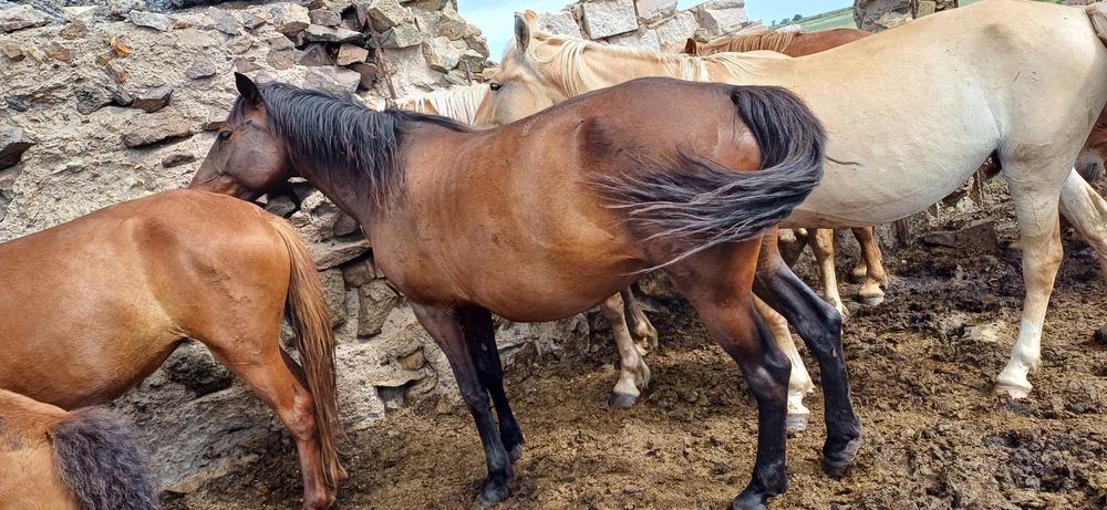 Жетілген киска шаш шұлық корсет фото