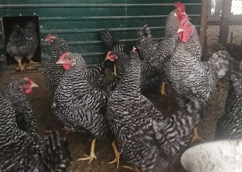 Инкубационные яйца кур