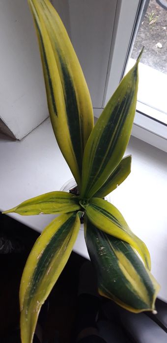 Сансевьерия Голден Флейм