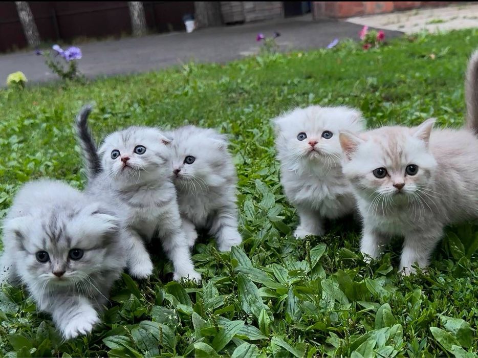 Шотланские котята