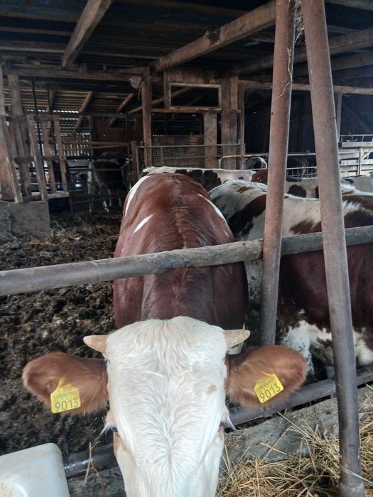 Vând, viței cu greutatea de aproximativ 320 kg