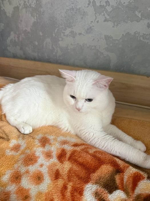 Отдам кота (британец)