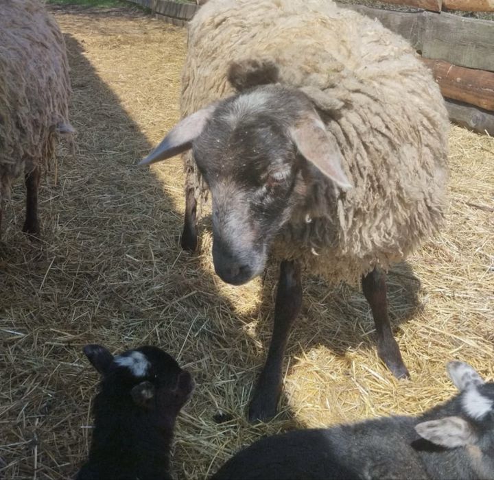 Кой козылы сатамын