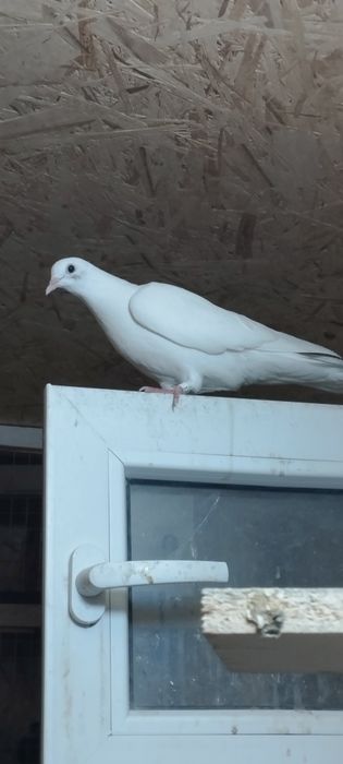 Продам молдых голубей