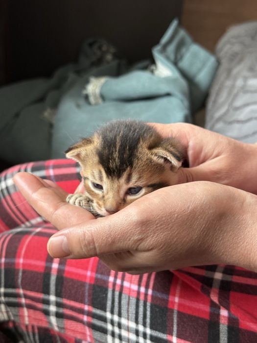 Продам Котят Чаузи f4