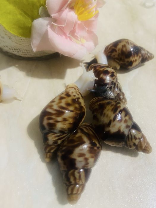 Продам улиток ахатина ретикулята!