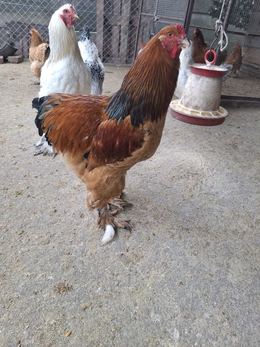 Vând 3 cocoși Brahma ,sau schimb cu puicuțe  Brahma!