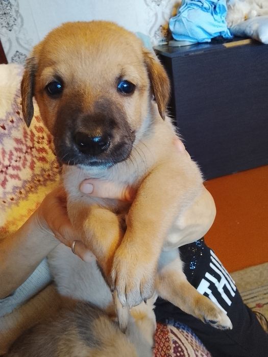 Щенки очень симпатичные метисы