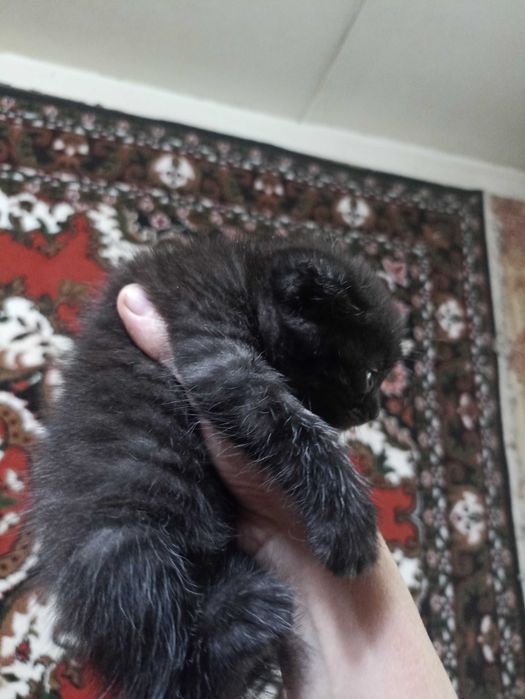 Продаются котята