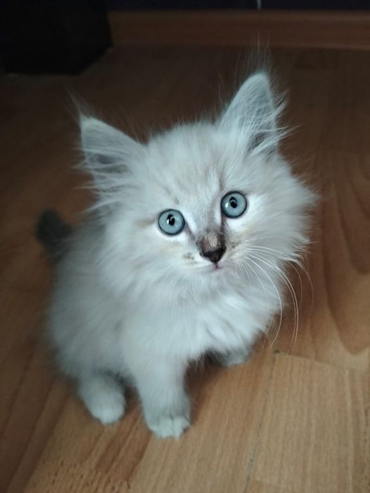 Отдам бесплатно котёнка