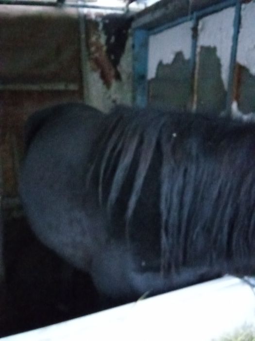 Продаю кабылу жыный