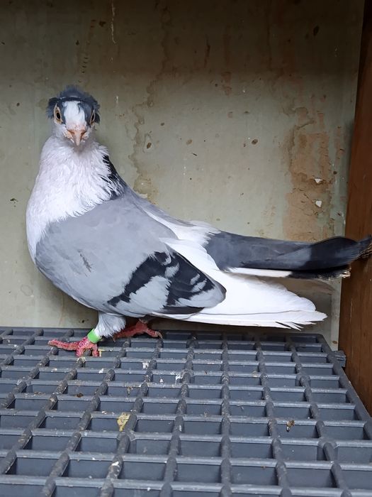 Jucatori de Galati Motati