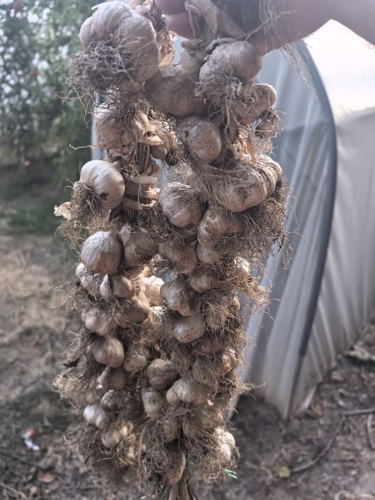 Домашен градински лук