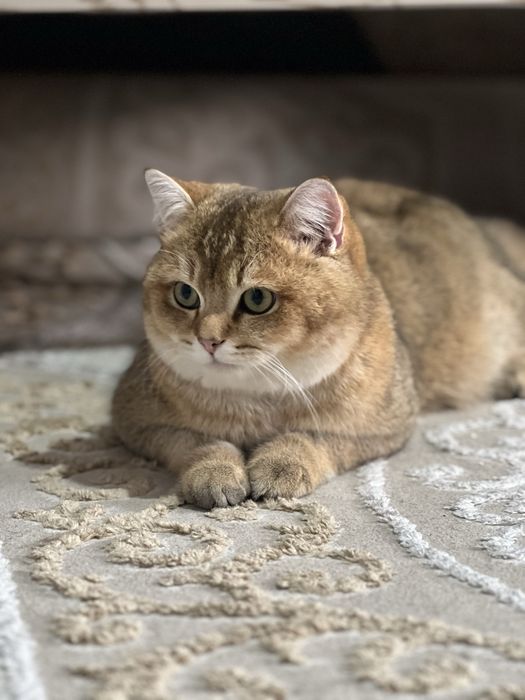 Золотая шиншилла