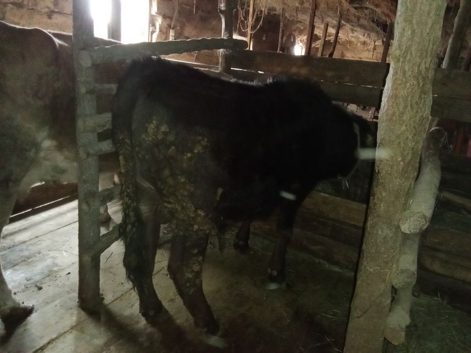 Бұқа, бір жас екі айлық.