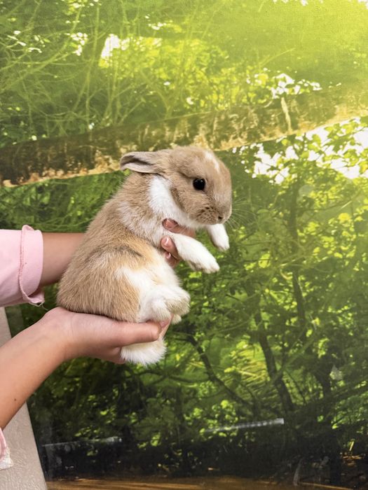 Кролик мини, домашний. 4 месяца