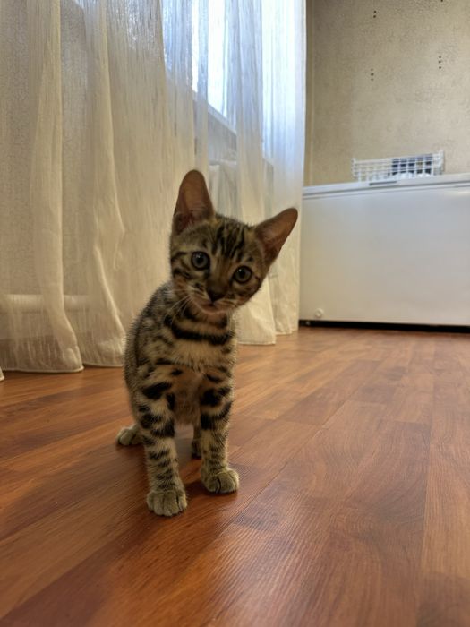 Котенок бенгальский 2 мес с родословной