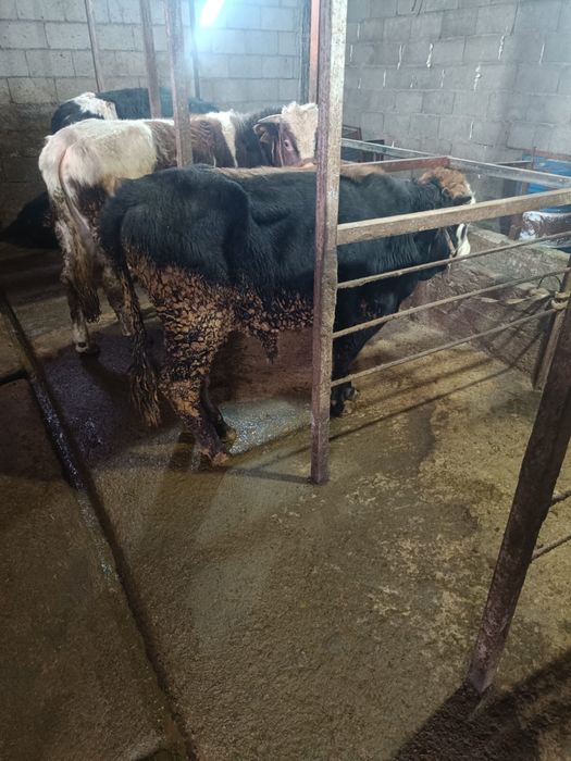 Вынужденный забой