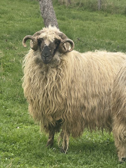 vand oi si berbeci vi sau taiate