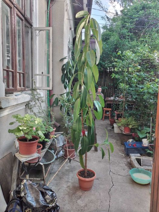 Ficus la ghiveci