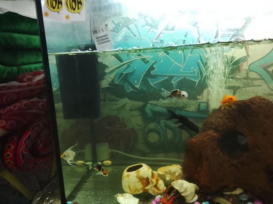 Продам аквариумных рыбок