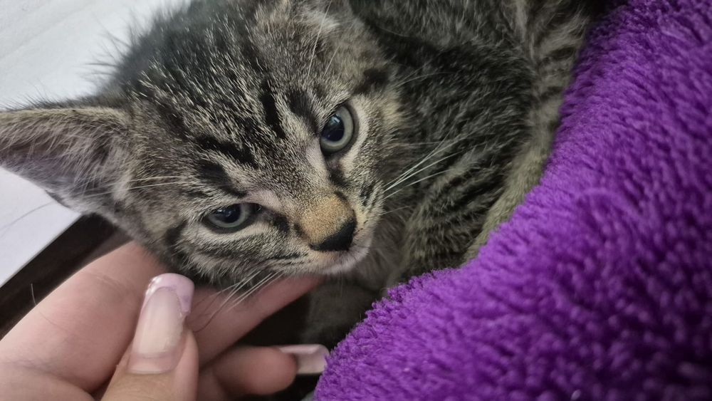 Adopție pui de pisică