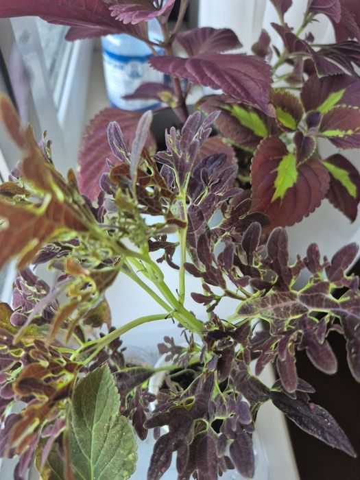 Цветы комнатные и садовые