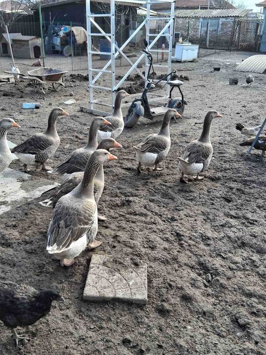 Домашни гъски и патици