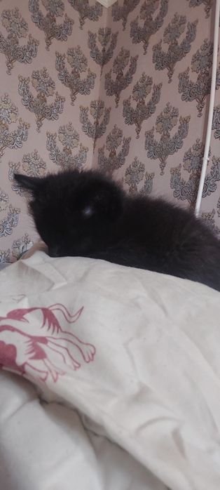 Котёнок 3 месяца очень тихая