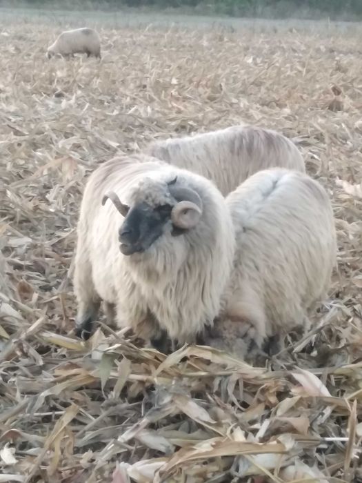 2 berbeci bucalai disponibili
