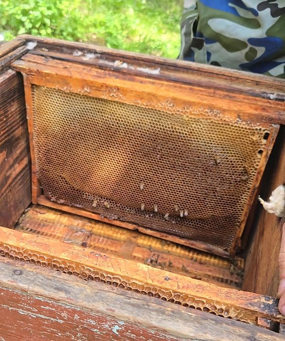 Продам мёд с собственной пасеки с ВКО