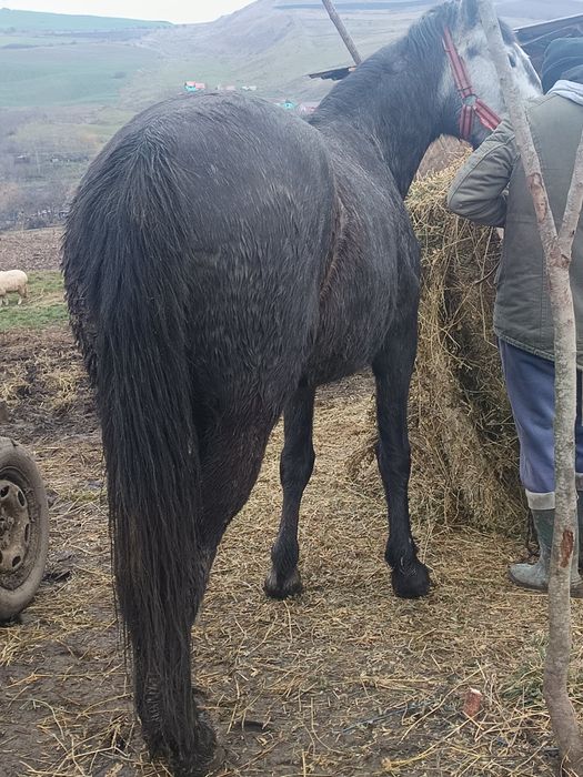 Vând mânză de 2 anii