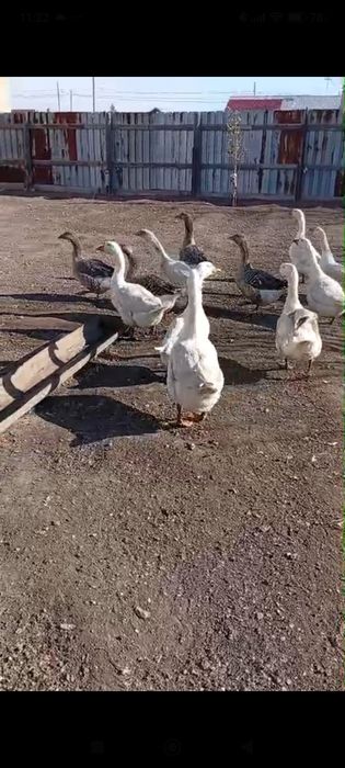 Продаю гусей уштобе