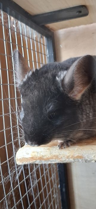 Шиншилла  девочка