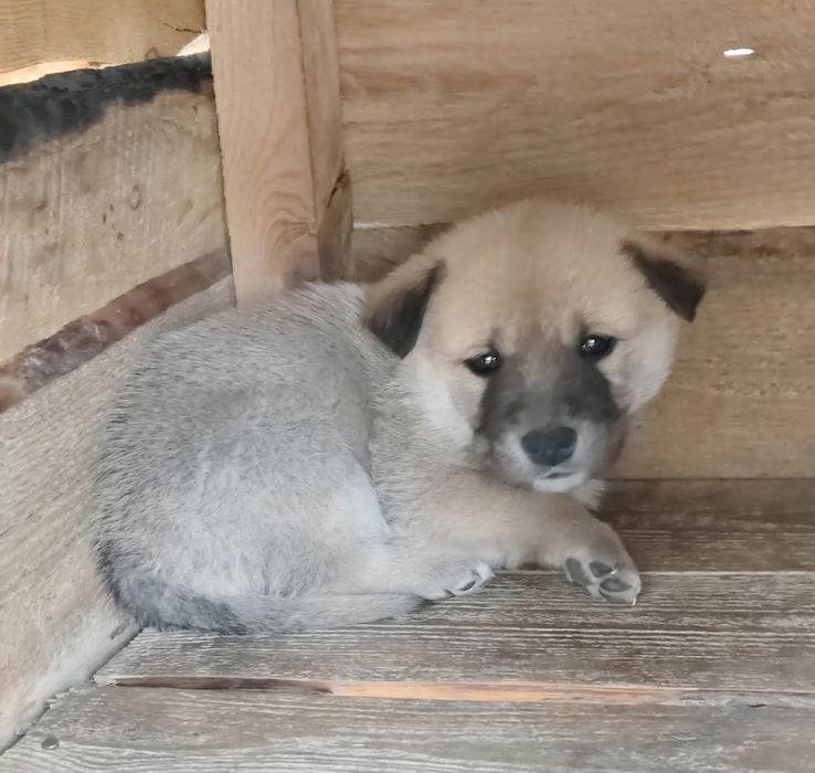 Бесплатно щенки в добрые руки