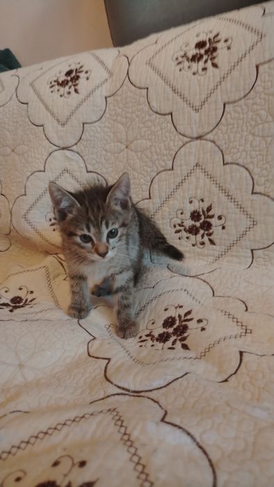 Продаём котят мальчики и девочки