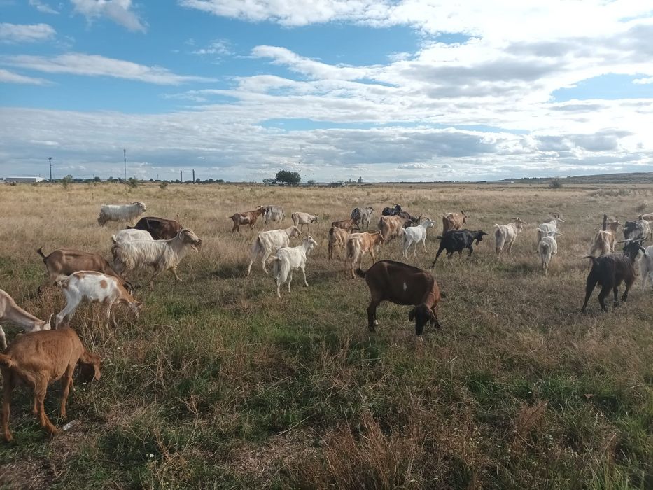 Vând 40 de capre