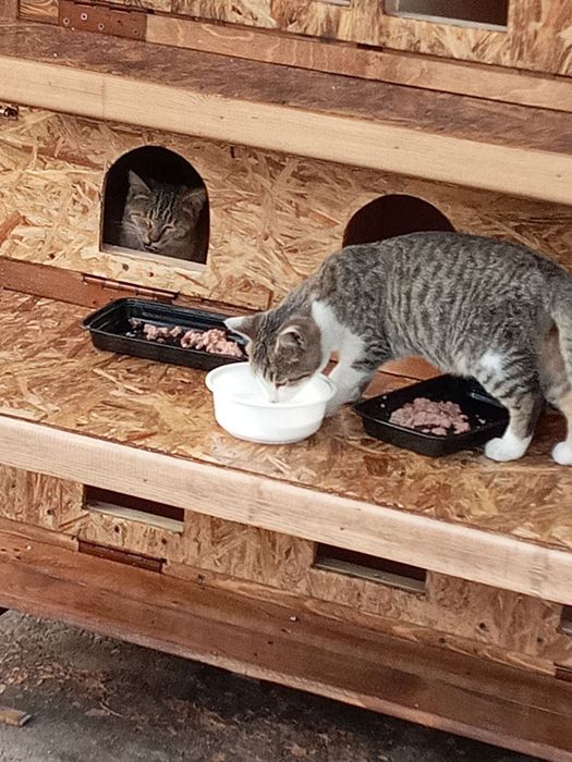 V.I.P Кошкин Дом, будка, Вольер. The vip house dog and cat.