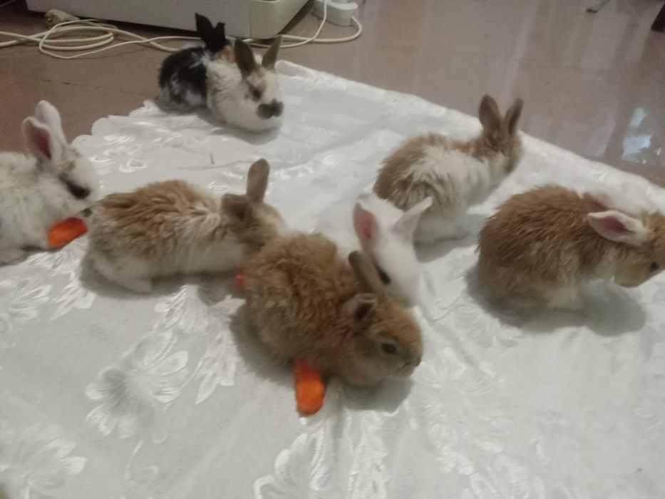 Продам милых кроликов .