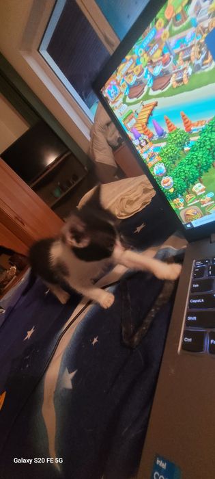 Ofer spre adoptie 4 pui pisica de 8 saptamini!