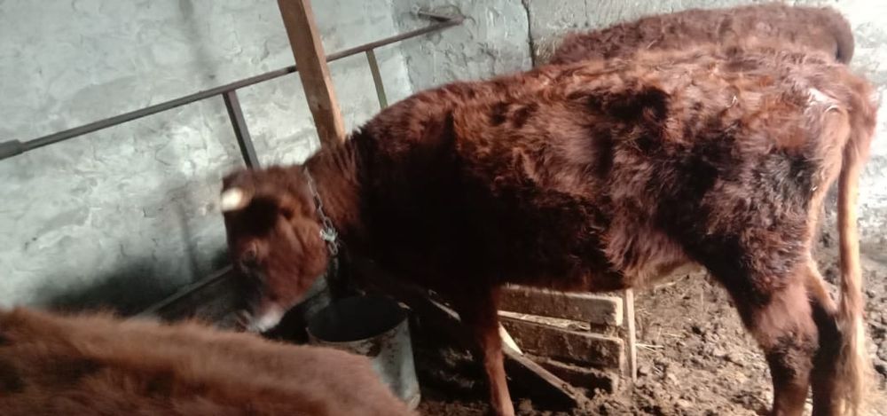 Продам скот срочно