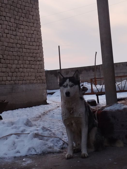 Лайка сатылады 8*айлқ