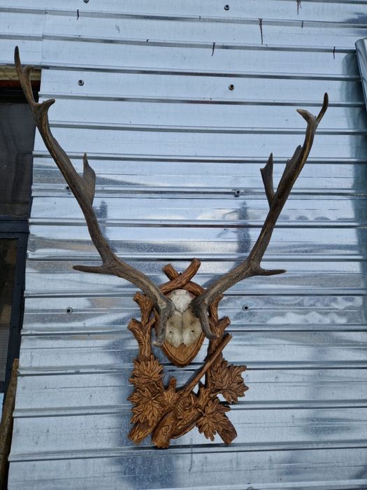 Vând trofeu cerb lopătar cu panoplie
