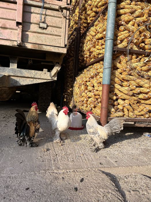 Vand cososii mii de flori