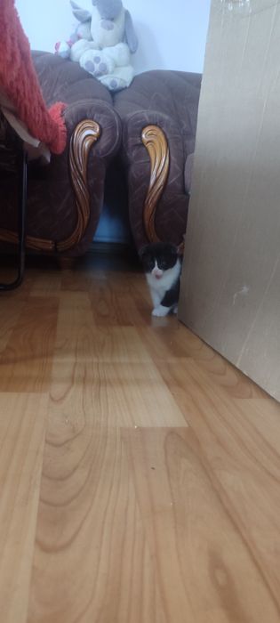 Продам котят вислоухих